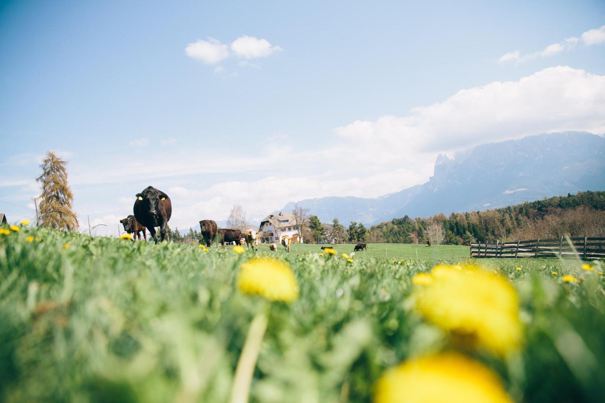 Alpin Farm Linde - Oberweidacherhof Collalbo Zewnętrze zdjęcie